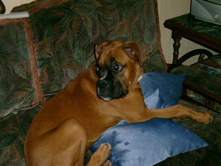 Boxer Hunde Foto 39965 in höherer Auflösung ansehen Boxer Schmuse-Hund Lennox