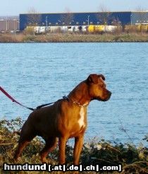 Boxer Basco - Canal