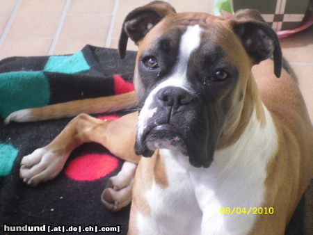 Boxer Hunde Foto 46114 in höherer Auflösung ansehen Boxer Anka