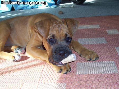 Boxer Hunde Foto 25422 Boxer Gini