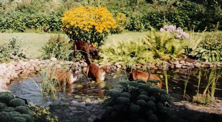 Boxer Hunde Foto 29876 in höherer Auflösung ansehen Boxer Badetag
