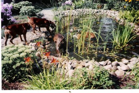 Boxer Hunde Foto 29877 in höherer Auflösung ansehen Boxer Juch-Hu wir dürfen baden