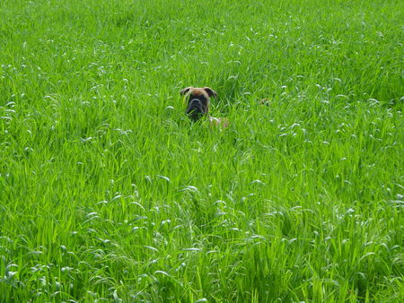 Boxer Ferris (Fips) vom Oberbeckser Forst