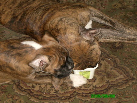 Boxer Hunde Foto 34320 Boxer Amira und Jeanny
