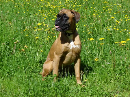 Boxer Hunde Foto 32152 Boxer Sheila