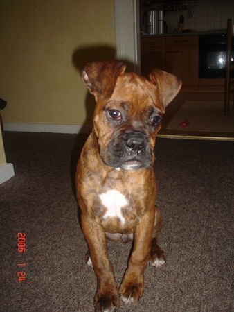 Boxer Hunde Foto 28715 in höherer Auflösung ansehen Boxer der Kleine Süsse