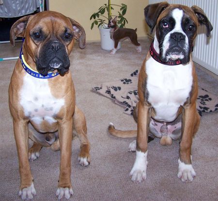 Boxer Hunde Foto 30201 Boxer