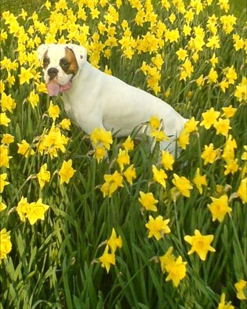 Boxer Hunde Foto 37663 in höherer Auflösung ansehen Boxer der kleine weisse