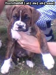 Boxer Hunde Foto 23698 in höherer Auflösung ansehen Boxer Unser Tyson