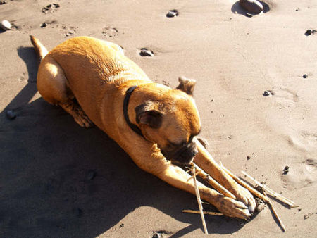 Boxer Hunde Foto 42180 Boxer Hab jetzt ein schönes Zuhause in Deutschland