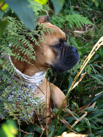 Boxer Hunde Foto 42179 Boxer Hab jetzt ein schönes Zuhause in Deutschland