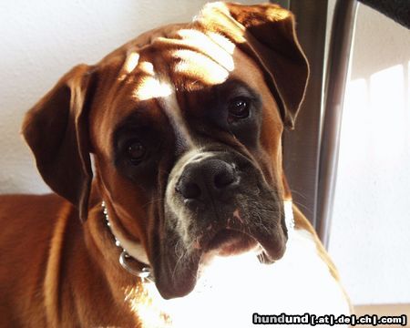 Boxer das Foto habe ich gestern b. Frühstücken aufgenommen...