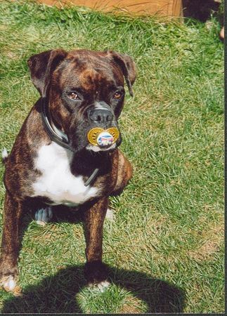 Boxer Hunde Foto 27137 Boxer Meine Meinung: Johanna braucht den nicht!!!