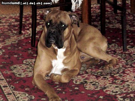 Boxer Hunde Foto 21966 Boxer Toni 5 Jahre alt