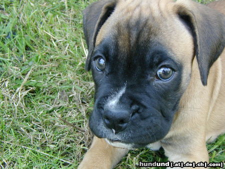 Boxer Hunde Foto 25613 in höherer Auflösung ansehen Boxer mein Schatz Ty