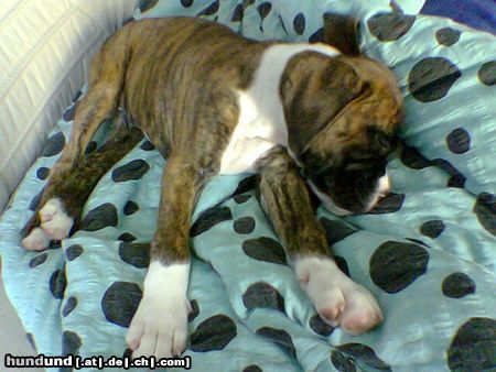 Boxer Hunde Foto 23784 Boxer Unser Tyson