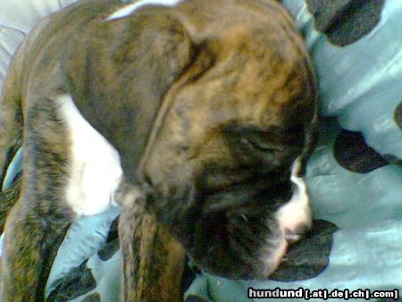 Boxer Hunde Foto 23785 Boxer Unser Tyson