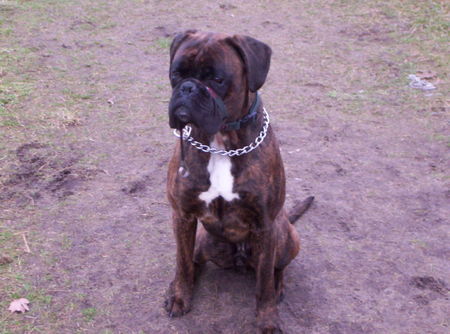 Boxer Hunde Foto 30171 Boxer Ich paß auf!!!!