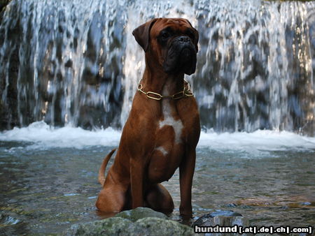 Boxer Tyson von der Lindwurmstadt ca.1,5 Jahre