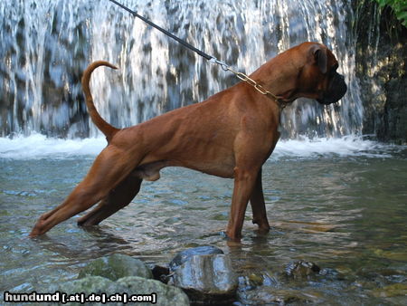 Boxer Hunde Foto 46244 Boxer Tyson von der Lindwurmstadt ca.1,5 Jahre