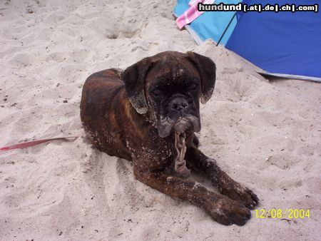 Boxer Hunde Foto 14128 Boxer So schmeckt der Sommer...!
