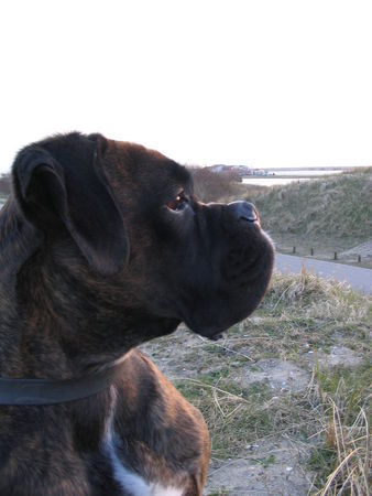 Boxer Hunde Foto 31071 Boxer Luna im Urlaub