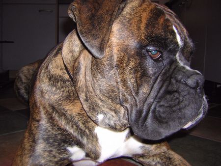 Boxer Max Vater von 11 Welpen