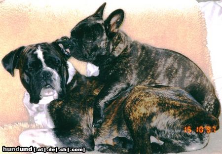 Boxer Hunde Foto 14036 Boxer Henry als Kissen