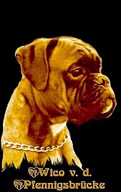 Boxer Hunde Foto 33814 in höherer Auflösung ansehen Boxer Wico