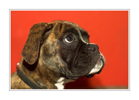 Boxer Wilma mit 3 Monaten