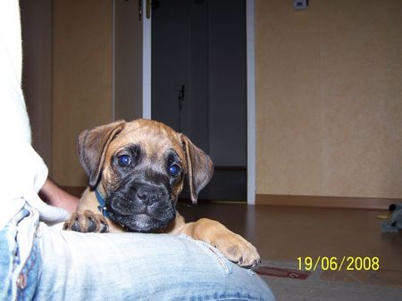 Boxer Hunde Foto 42417 Boxer Babsy10 Wochen
