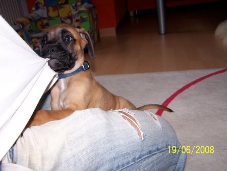 Boxer Hunde Foto 42418 Boxer Babsy10 Wochen