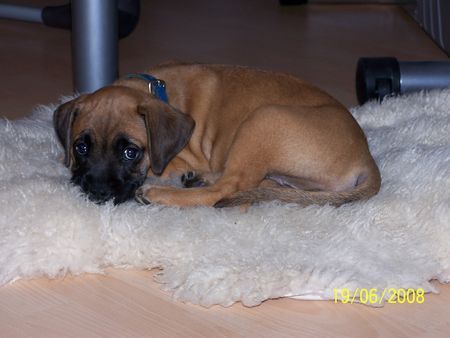 Boxer Hunde Foto 42419 Boxer Babsy10 Wochen