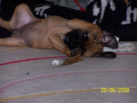 Boxer Hunde Foto 42420 Boxer Babsy10 Wochen