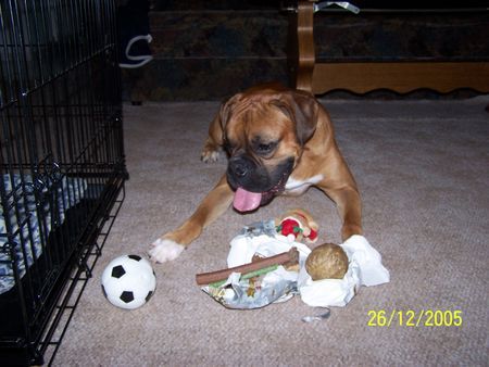 Boxer Hunde Foto 28472 Boxer für uns gibts weihnachten auch was