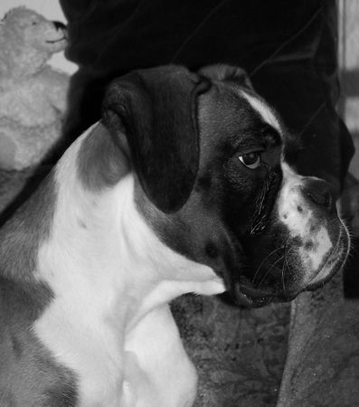 Boxer Hunde Foto 28473 Boxer Butch