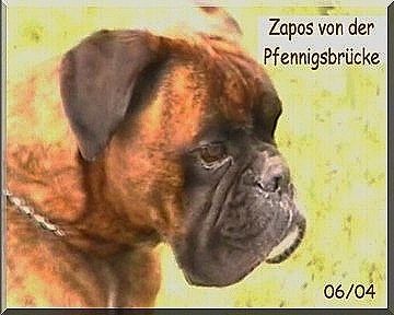 Boxer Hunde Foto 33823 Boxer Zapos