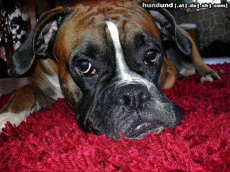 Boxer Hunde Foto 19467 Boxer Müde ?????