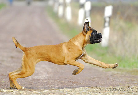 Boxer Hunde Foto 37732 in höherer Auflösung ansehen Boxer Lina - 4 Monate alt