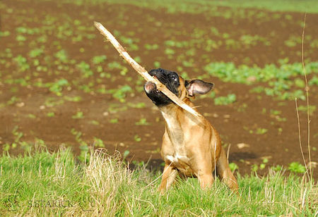Boxer Hunde Foto 37733 in höherer Auflösung ansehen Boxer Lina - 4 Monate alt