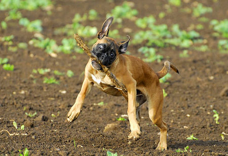 Boxer Hunde Foto 37734 in höherer Auflösung ansehen Boxer Lina - 4 Monate alt