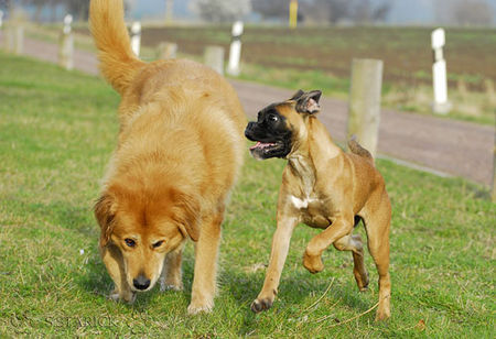 Boxer Hunde Foto 37738 in höherer Auflösung ansehen Boxer Lina - 4 Monate alt