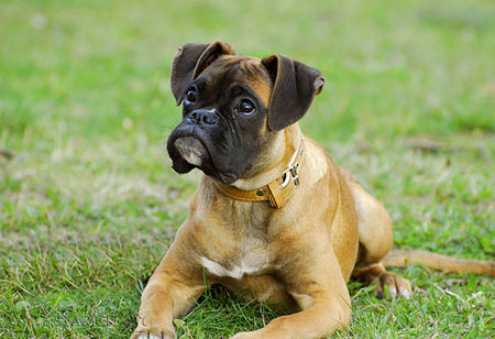 Boxer Hunde Foto 37748 in höherer Auflösung ansehen Boxer Lina - 4 Monate alt