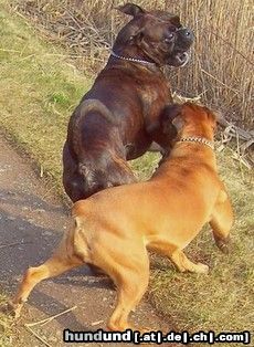 Boxer Boxer beim Spielen