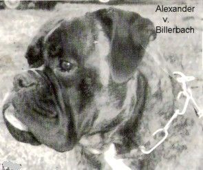 Boxer Hunde Foto 33919 Boxer Alexander v. Billerbach
