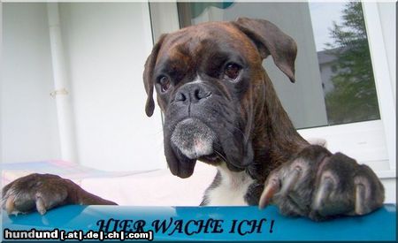 Boxer Hunde Foto 45820 in höherer Auflösung ansehen Boxer Hier wache ich !
