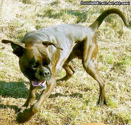 Boxer Hunde Foto 46368 in höherer Auflösung ansehen Boxer Boxer beim Spielen