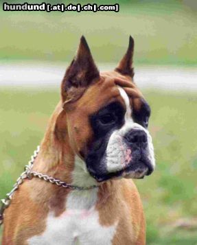Boxer Hunde Foto 10971 Boxer CH. VOILA Box-Star