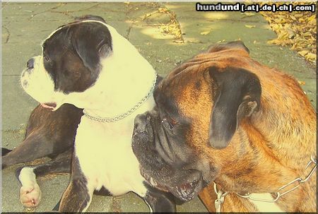 Boxer Hunde Foto 44819 Boxer Augen links !!!