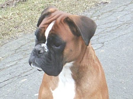 Boxer Hunde Foto 30480 in höherer Auflösung ansehen Boxer Na, was kommt denn da ?